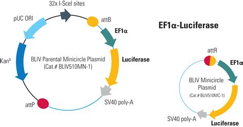 Ef1α Luciferase Minicircle For In Vivo Imaging System Biosciences