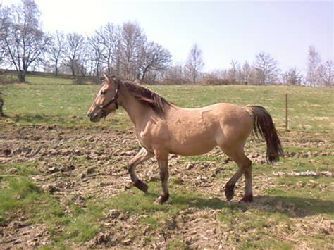 Photos De Chevaux En Libert