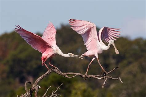 Mangrove Forest Birds