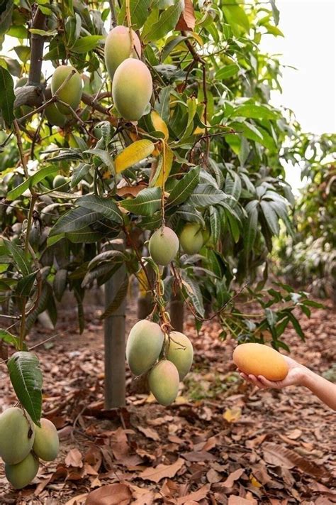 Grafted Mango Alphonso 1 3ft Manera Indica Alphonso Mango Live Fruit