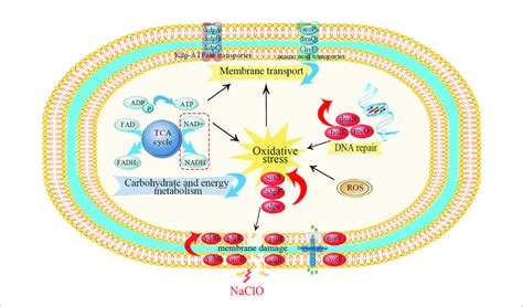 Schematic Diagram Of The Primary Metabolic Regulations Of S