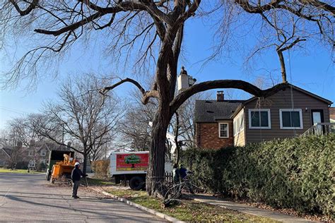 Tree Limbs On Power Lines Metro Detroit Tree And Firewood