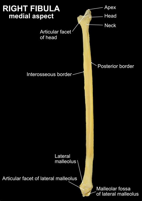 FIBULA – Clinical Anatomy