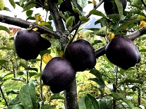 Rare 15 Black Diamond Apple Seeds Heirloom Exotic Garden Fruit - Etsy