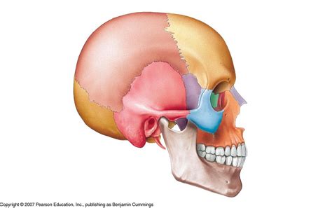 Anatomy Skull Side View Diagram | Quizlet