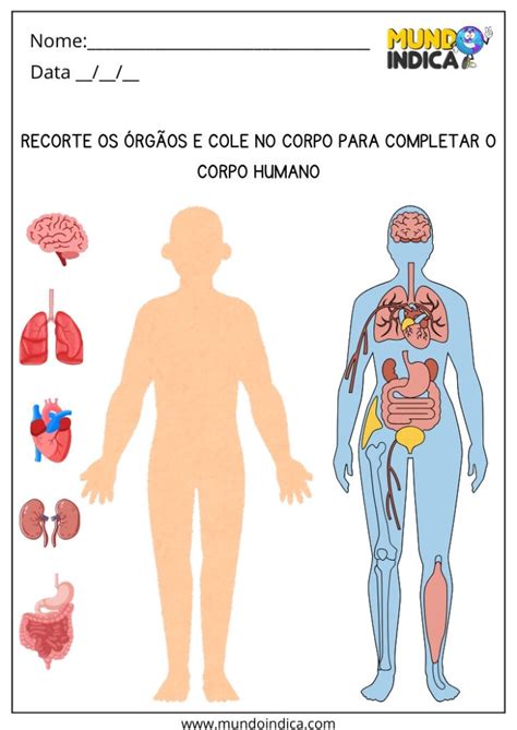 Atividades Do Corpo Humano Para Imprimir - 15 Atividades sobre o Corpo Humano para Imprimir