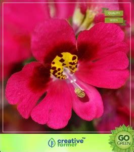 Creative Farmer Schizanthus Butterfly Flower Plant Seeds For All Season