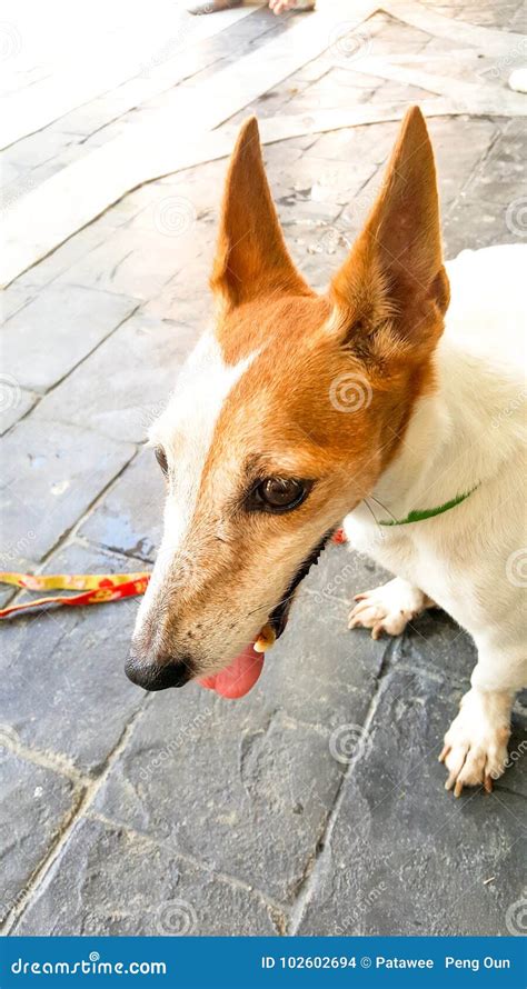 Cute dog is walking stock photo. Image of garden, swans - 102602694