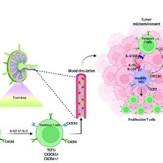 Origin And Differentiation Of Cxcr T Cells Cxcr T Cells Are