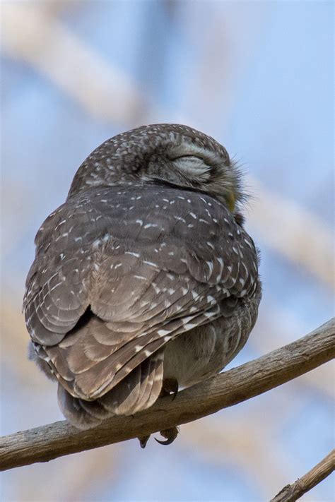 Spotted Owlet Wildlife Of GoodEarth Malhar Bangalore BioDiversity4All