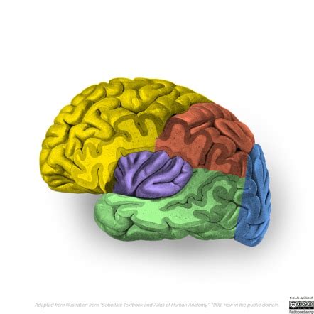 Neuroanatomy Insular Cortex Diagrams Image Radiopaedia Org