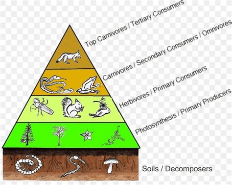Trophic Level Food Web Food Chain Diagram Consumer, PNG, 903x720px ... 
