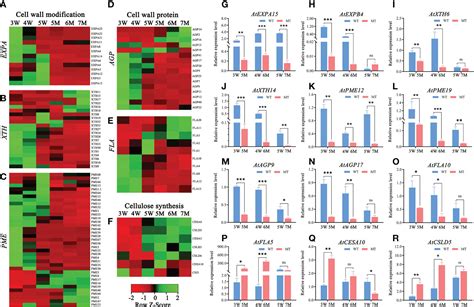 Frontiers Transcriptome Characteristics During Cell Wall Formation Of