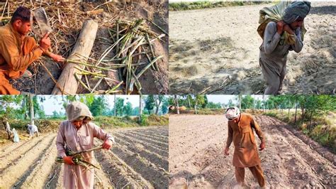 Planting Sugarcane By Trench Method Planting Sugarcane With Bud