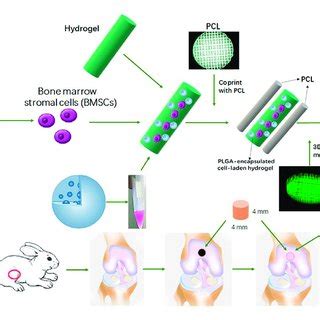 Schematic Illustration Of The Study Design With 3D Bioprinted