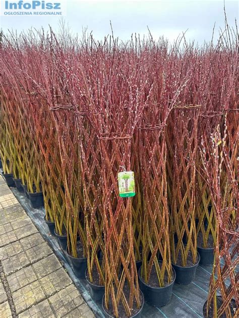 Wierzba Pleciona Salix Americana E K