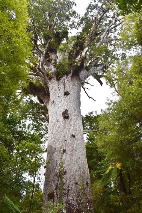 10 Free Kauri Δέντρο Kauri Images Pixabay