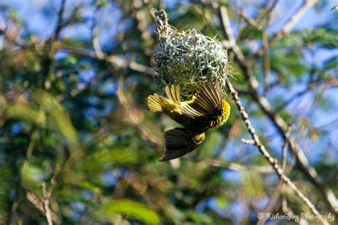 My Sweet Mauritius Quand L Oiseau Fait Son Nid