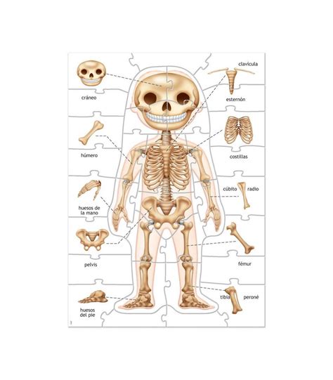 Puzzle Educativo Aprendo El Cuerpo Humano De Educa Juguetes Panre