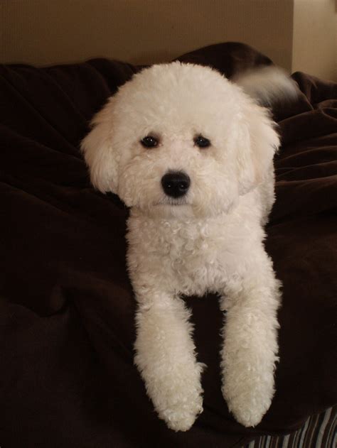 17 Best images about Bichon poo on Pinterest | Poodles, Poodle mix and ...