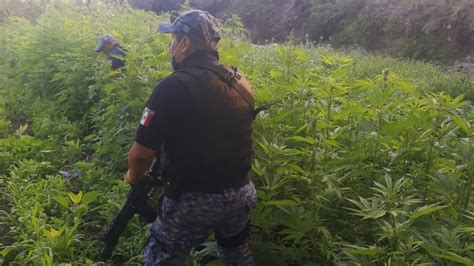 Polic As Decomisan Plantas De Marihuana En Comunidad De Ixmiquilpan