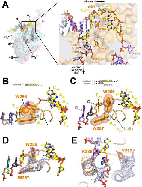 Structure Of A Bacterial Rna Polymerase Holoenzyme Open Promoter Complex Elife