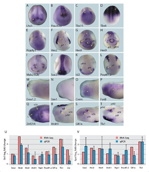 Expression Of Selected Presumptive Direct Targets Of Six1 Eya1 In