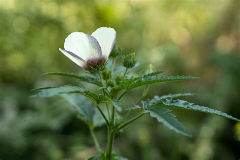 Flower Of An Hour Seeds The Plant Good Seed Company