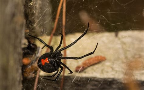 Common Florida Spiders Drake Lawn And Pest Control