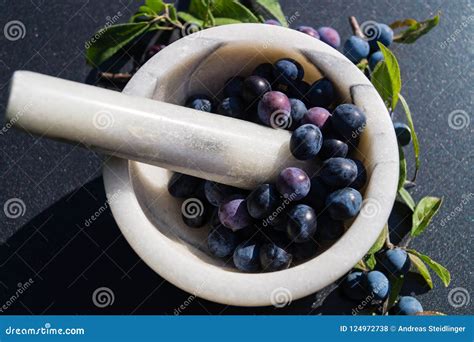 The Blackthorn Berry Prunus Spinosa Stock Photo Image Of Bottle