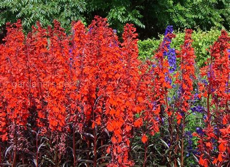 Красные цветы высокие многолетники - 76 фото