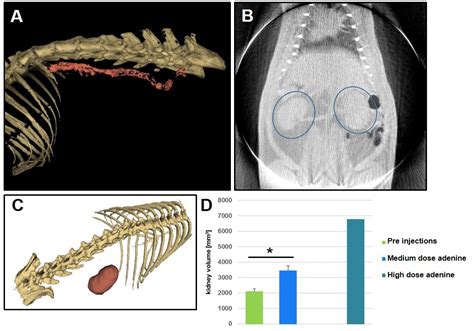 Chronic Kidney Disease Ckd In Rats Fraunhofer Izi