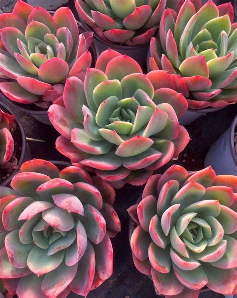 Echeveria Luella 12cm – Senyang Horticulture