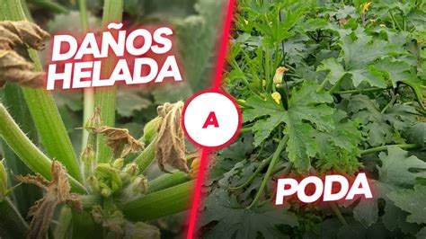 Se Puede RECUPERAR UNA PLANTA DE CALABACIN HELADA Poda De Emergencia