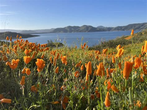 Wildflower Trail at Diamond Valley Lake - Go Hiking San Diego