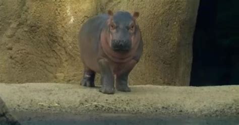 Baby hippo Fiona explores her exhibit for first time at Cincinnati Zoo ...