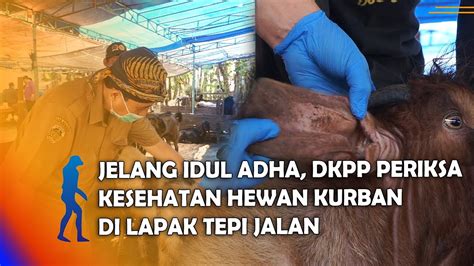 MADIUN Jelang Idul Adha DKPP Periksa Kesehatan Hewan Kurban Di Lapak