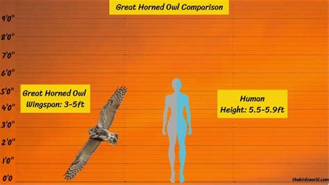 Great Horned Owl Size How Big Are They Compared To Others