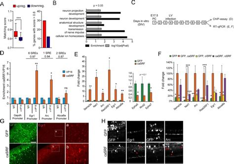 Fine Tuned Srf Activity Controls Asymmetrical Neuronal Outgrowth