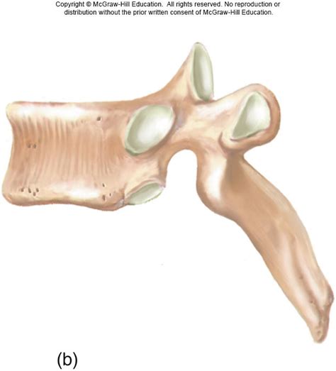 Thoracic Vertebrae Lateral View Diagram Quizlet