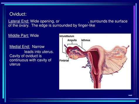 Oviduct Function Torie Valentine