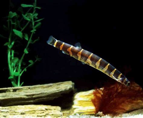 Kuhli Loach: Complete Guide On Types, Tanks, Diet, And More - Aquarium Friend