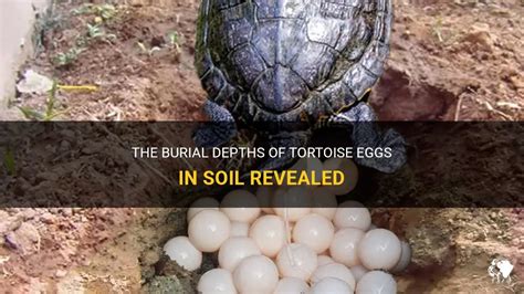 The Burial Depths Of Tortoise Eggs In Soil Revealed Petshun