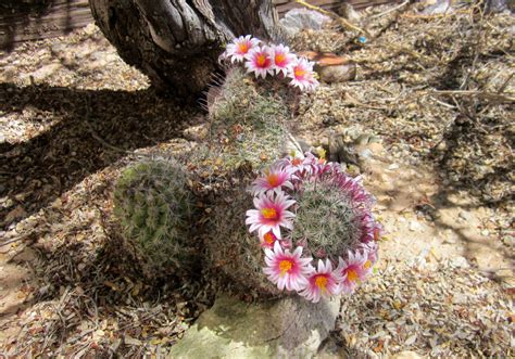 Desert Plants Shindig 2018 Photo Show