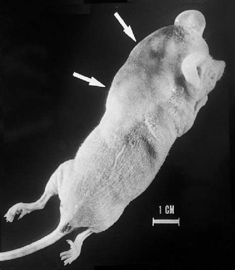 Tumorigenicity In Nude Mice Nude Mice 30 Days After Subcutaneous