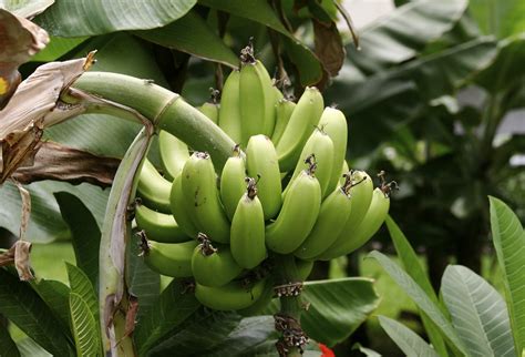 Caring For Plantain Trees Information On Growing Plantains Gardening