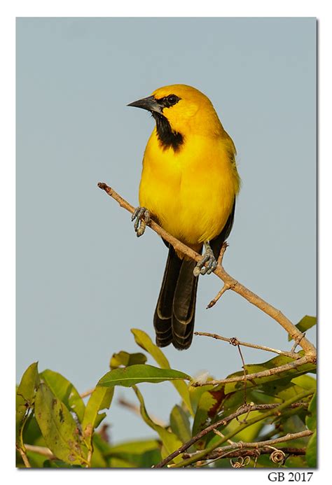 YELLOW ORIOLE