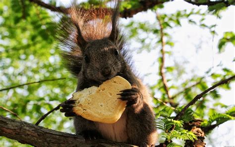 Cute Squirrel Eating A Cookie Hd Desktop Wallpaper Widescreen High