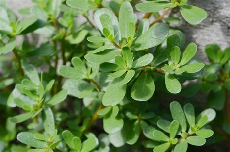 A Guide To Growing And Using Purslane For Home Herbalists Indie Herbalist