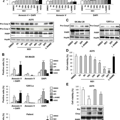 Evidence for apoptosis of melanoma cells treated by 30 μM NS1 A375